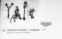 Cladonia crispata image
